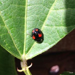 black harlequin ladybird - w