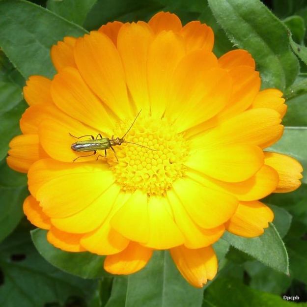 bugged marigold - w
