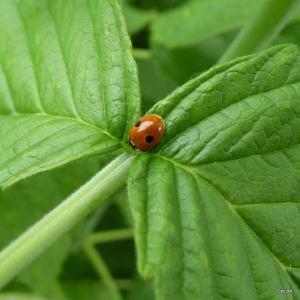 two spot ladybird - w
