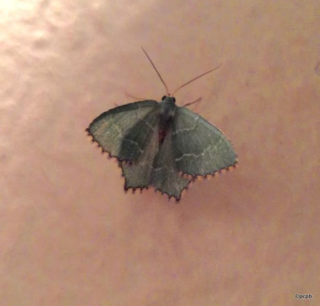 emerald moth - w
