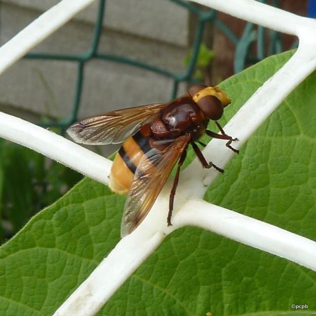 Hoverfly profile - w